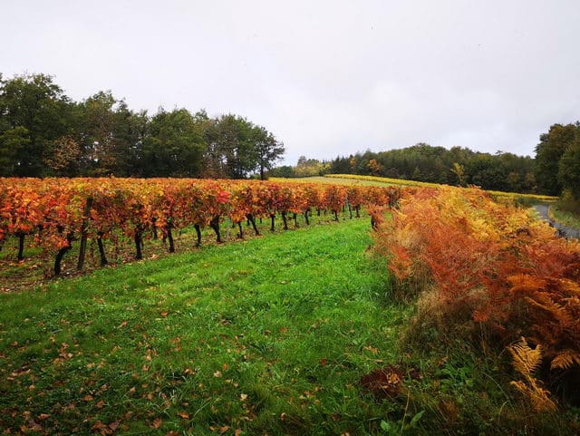 Photo de vigne en automne à Giroussens